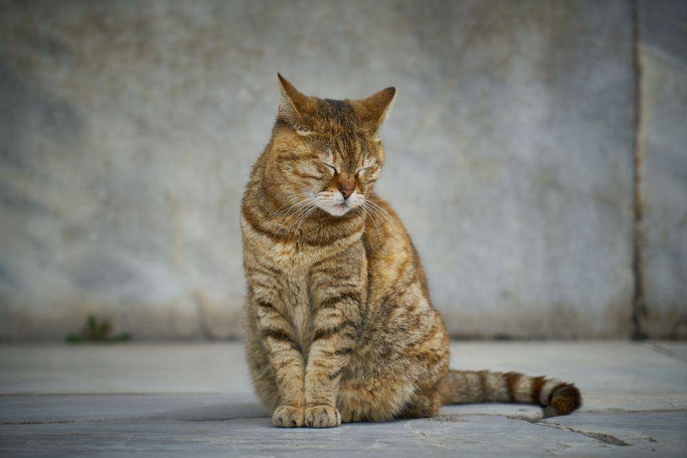 ilustrasi kucing tidur (freepik.com/freestockcenter)