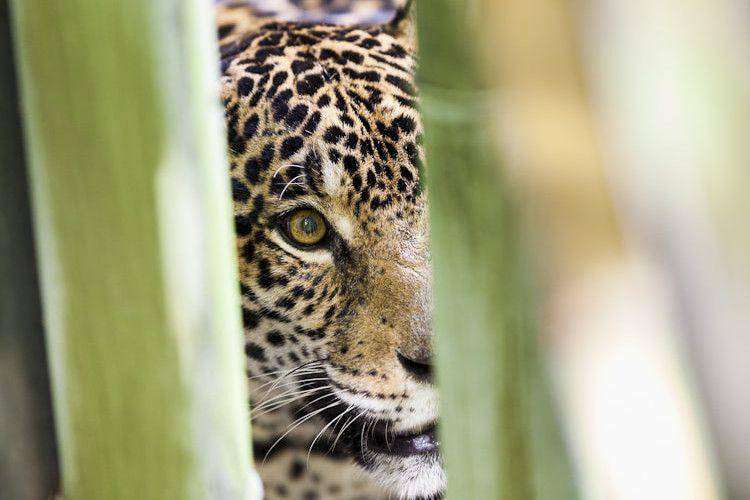 ilustrasi jaguar mengintai (commons.wikimedia.org/David Pino)