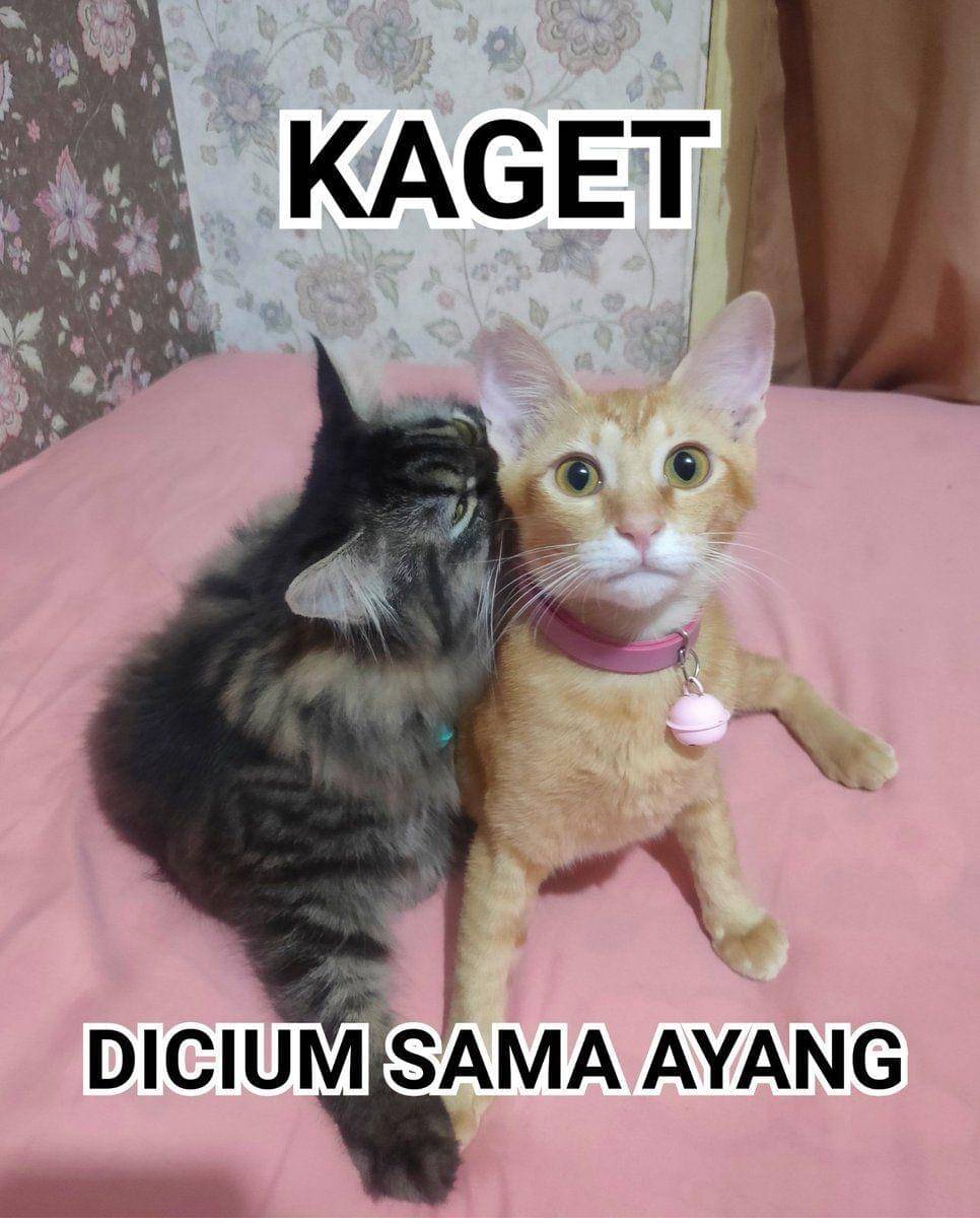 twitter.com/kochengfess