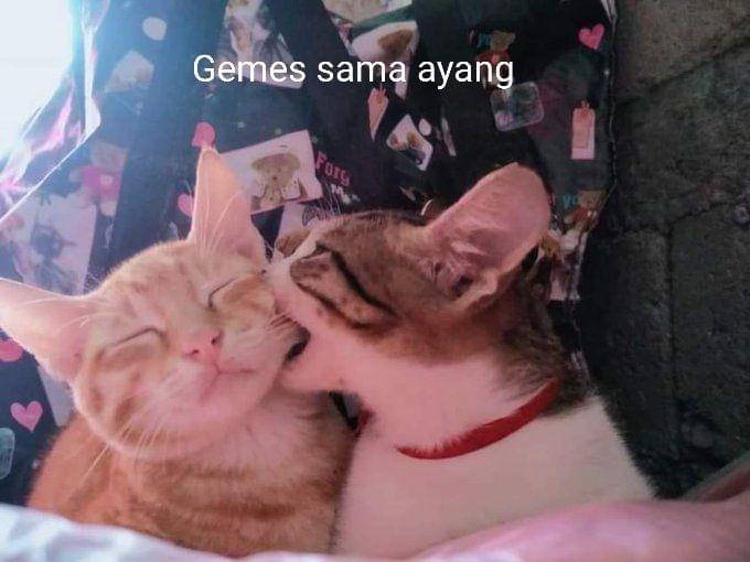 twitter.com/XiaoKuroki