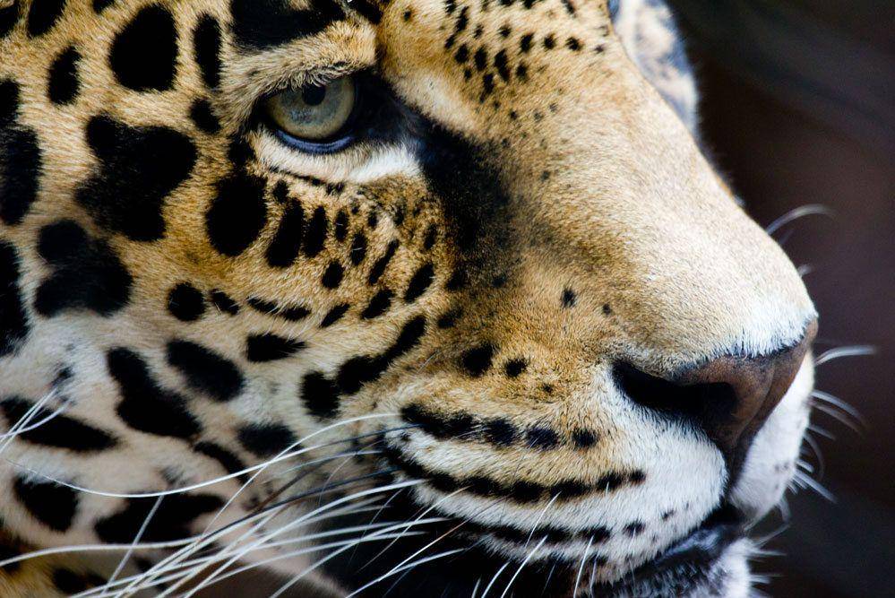 ilustrasi jaguar (commons.wikimedia.org/Becker1999)