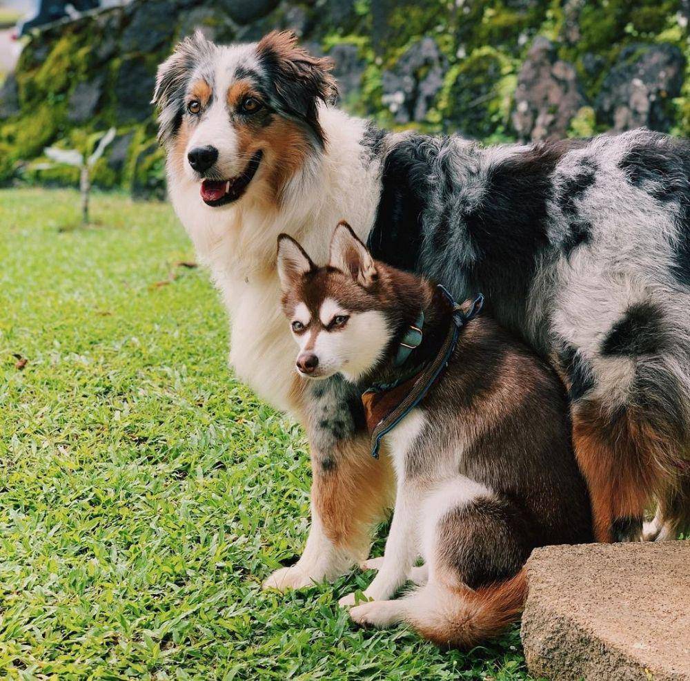 Alaskan Klee Kai (instagram.com/meetkodapup)
