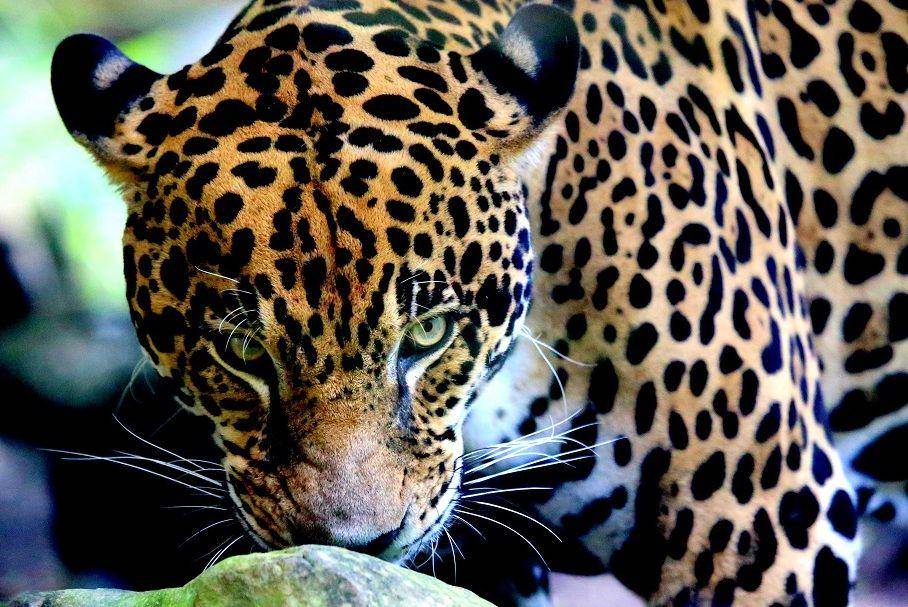 ilustrasi jaguar mengawasi mangsa (commons.wikimedia.org/cuatrok77)