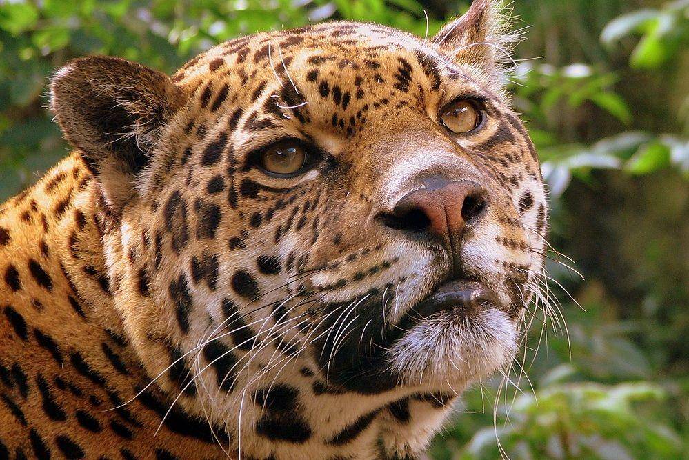 ilustrasi jaguar (commons.wikimedia.org/Pascal Blachier)