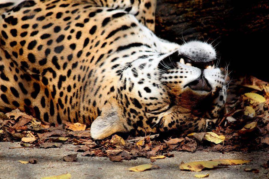 ilustrasi jaguar beristirahat (commons.wikimedia.org/Ltshears)