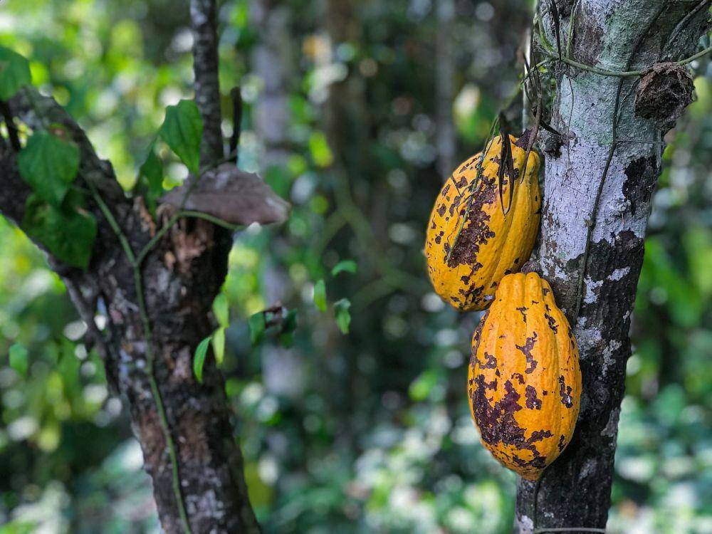 Ilustrasi buah Kakao (Unsplash.com/Kyle Hinkson)