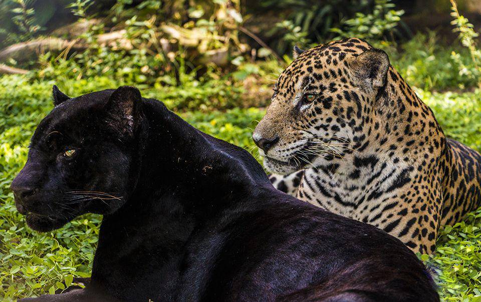 ilustrasi perbedaan jaguar hitam (commons.wikimedia.org/Eduardo Estrada, Wildlife and Conservation Photography)