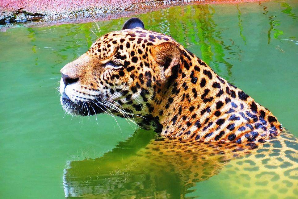 ilustrasi jaguar berenang (commons.wikimedia.org/Fernando Druziani)