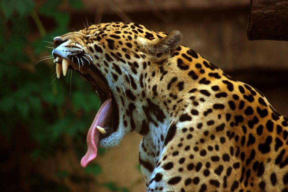 ilustrasi jaguar menguap (commons.wikimedia.org/MarcusObal)