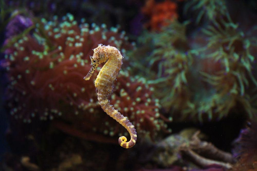 5 Fakta Menarik dari Kuda Laut yang Harus Kamu Ketahui