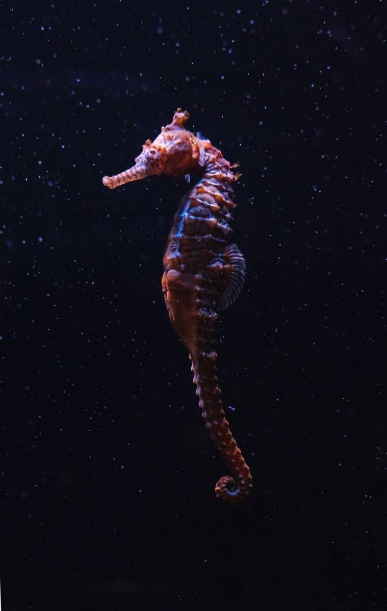 kuda laut (Pexels.com/Rachel Claire)