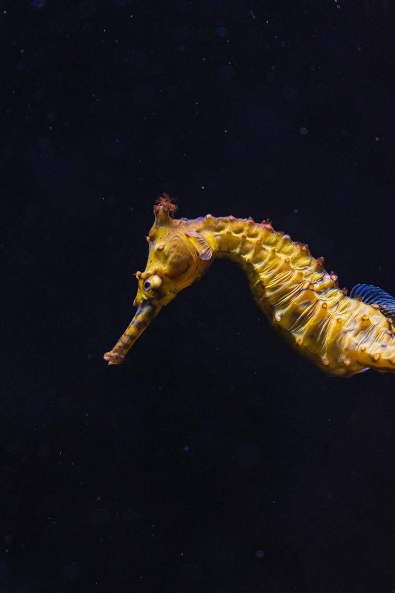 kuda laut (Pexels.com/Rachel Claire)