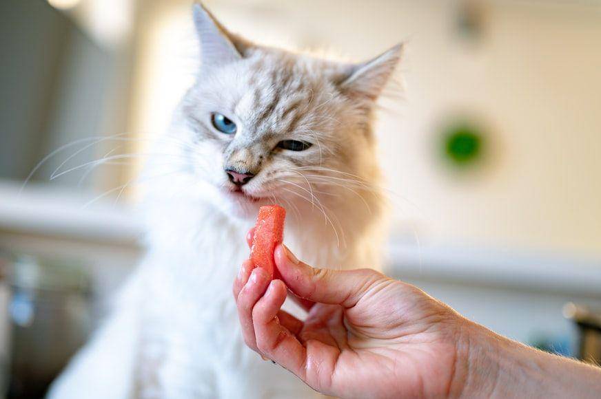 ilustrasi kucing menolak makanan (unsplash.com/Piotr Musiol)