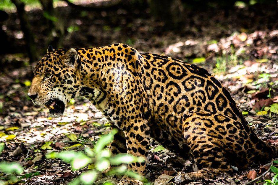 ilustrasi corak pada jaguar (commons.wikimedia.org/Bernd Martin)