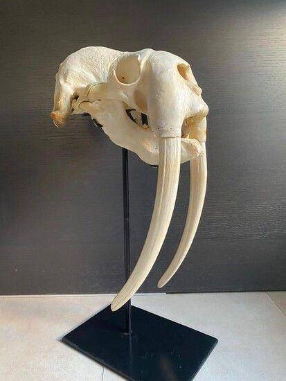 ilustrasi tengkorak walrus (lot-art.com)