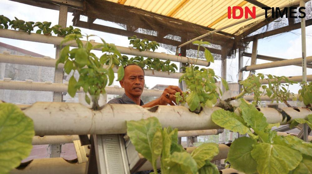 Cerita Suardi Berbisnis Tanaman Hidroponik hingga Raup Puluhan Juta