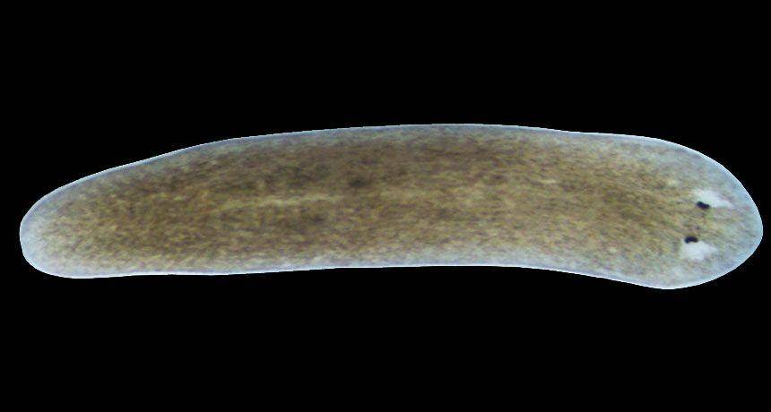 ilustrasi flatworm (sciencenews.org)