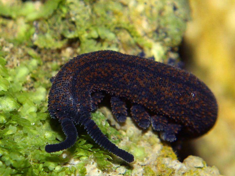 ilustrasi Peripatoides (commons.wikimedia.org/Tony Wills)