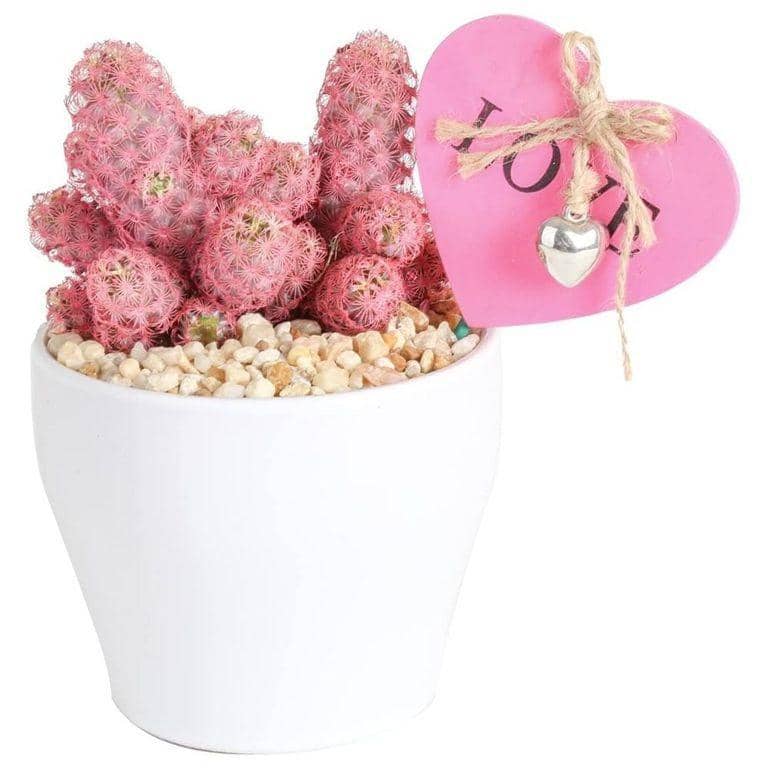 ilustrasi hadiah Valentine untuk sahabat (goodhousekeeping.com)