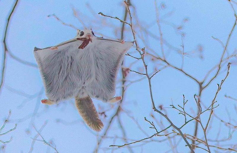 Japanese Dwarf Flying Squirrel(instagram.com/osax.co)