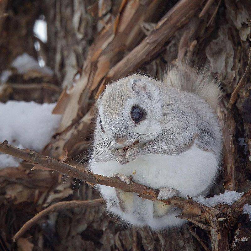 Japanese Dwarf Flying Squirrel(instagram.com/osax.co)