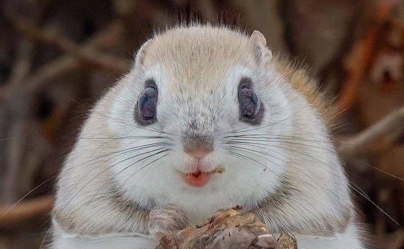 Japanese Dwarf Flying Squirrel(instagram.com/osax.co)