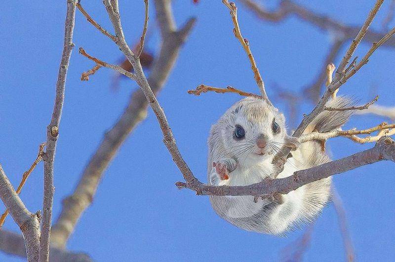 Japanese Dwarf Flying Squirrel(instagram.com/osax.co)