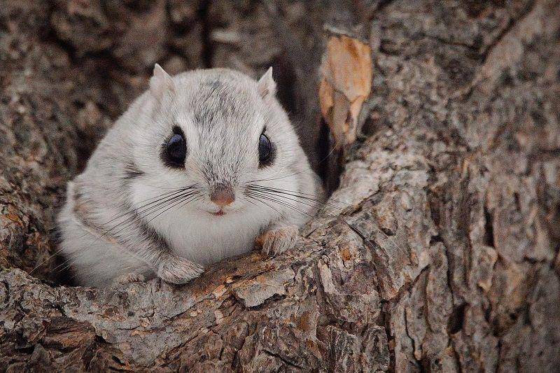 Japanese Dwarf Flying Squirrel(instagram.com/osax.co)