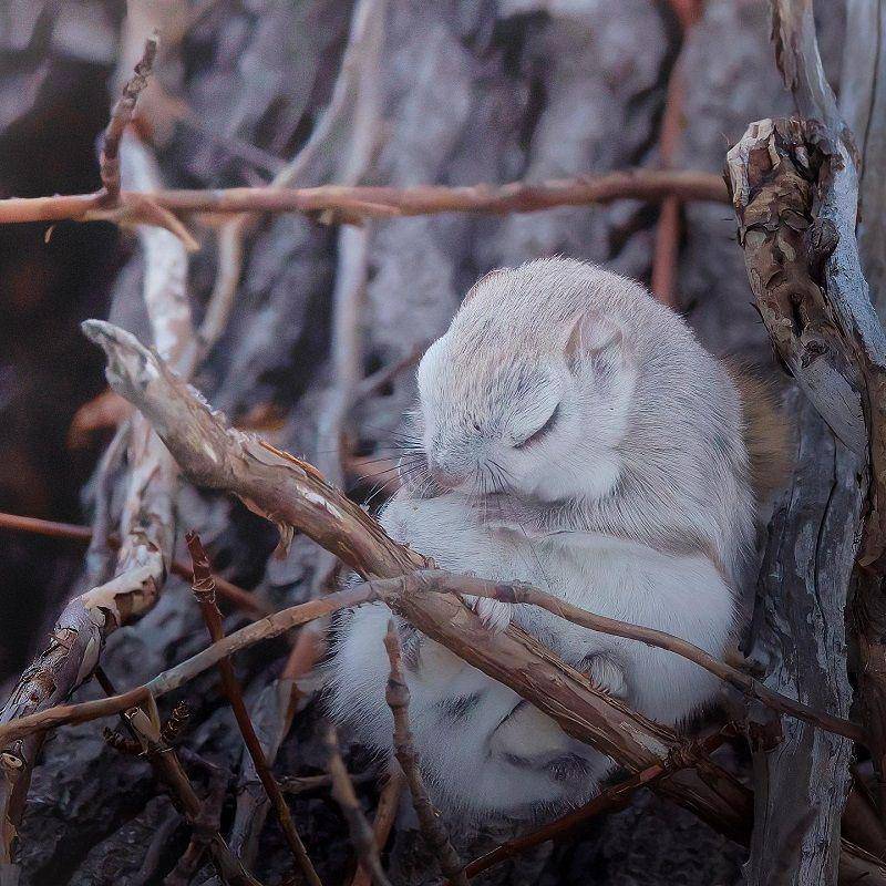 Japanese Dwarf Flying Squirrel(instagram.com/osax.co)