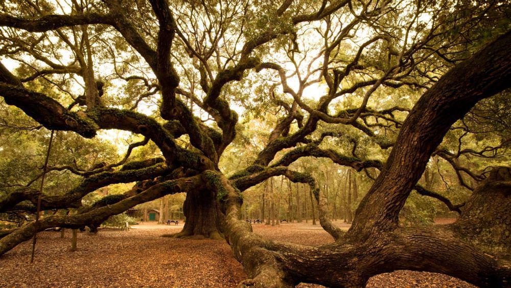 Angel Oak: The Perfect Southern Host (cntraveler.com)