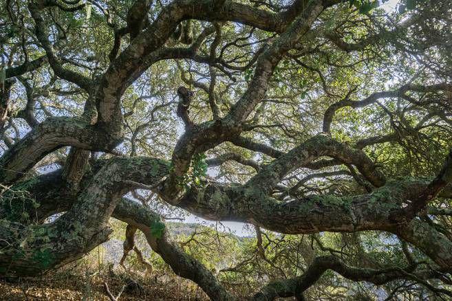 Wi’áaşal (princetontreecare.com)