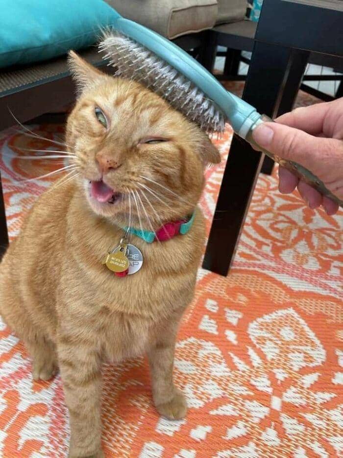 tingkah konyol kucing (reddit.com/Azsnee09)