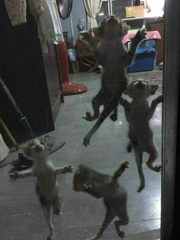 tingkah konyol kucing (reddit.com/errabaany)