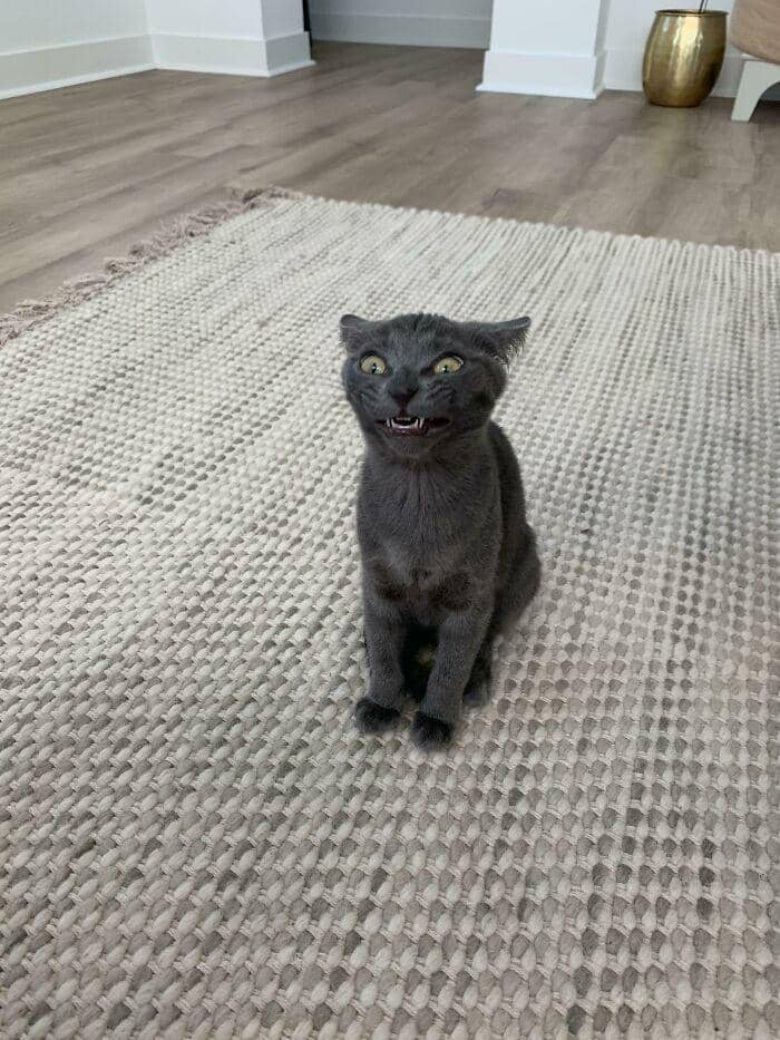 tingkah konyol kucing (reddit.com/STOPITDONKEY)
