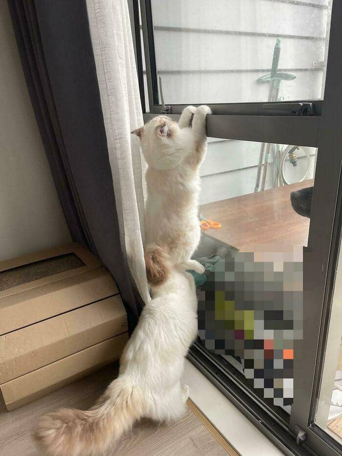 tingkah konyol kucing (reddit.com/Amyllwho)
