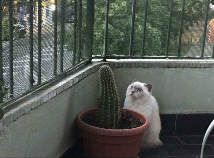 tingkah konyol kucing (reddit.com/jkjulius06)