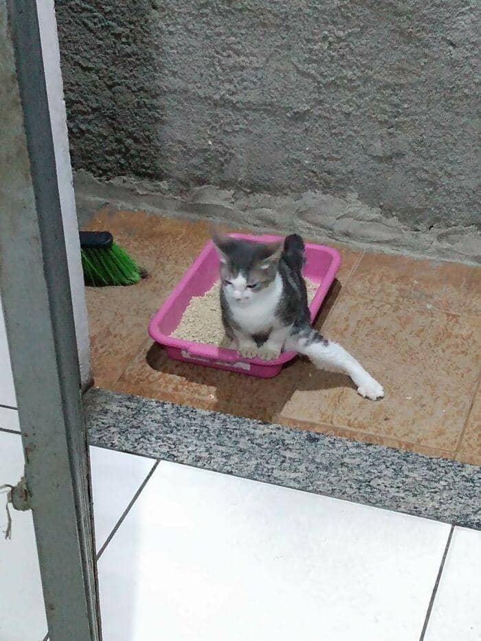 tingkah konyol kucing (reddit.com/Azsnee09)