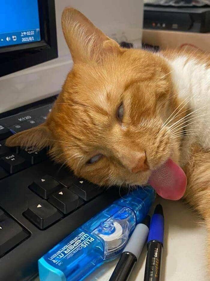 tingkah konyol kucing (reddit.com/azsnee09)