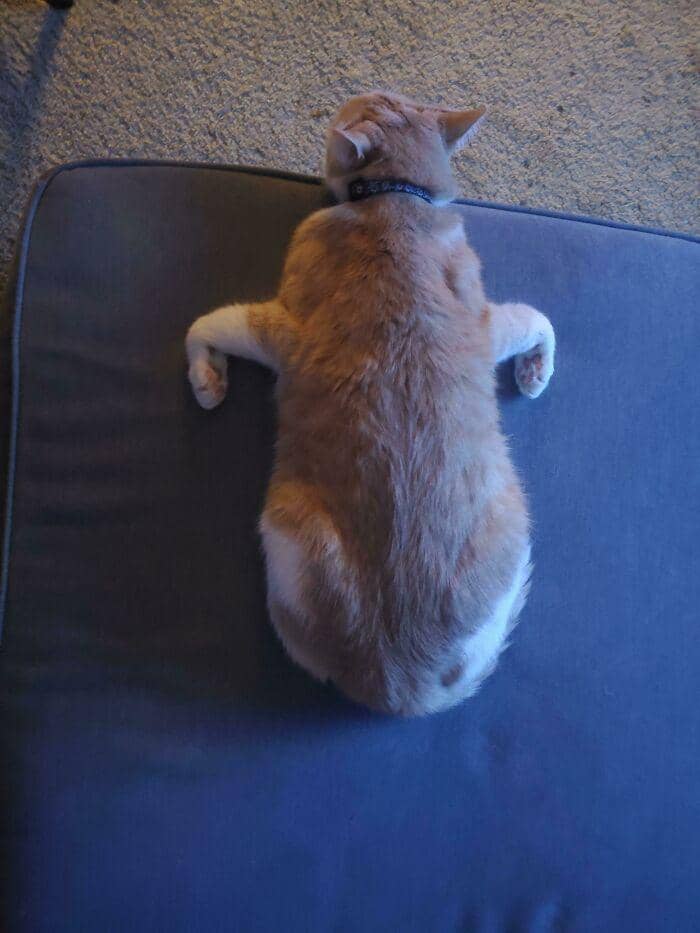 tingkah konyol kucing (reddit.com/EarlofMayonnaise)