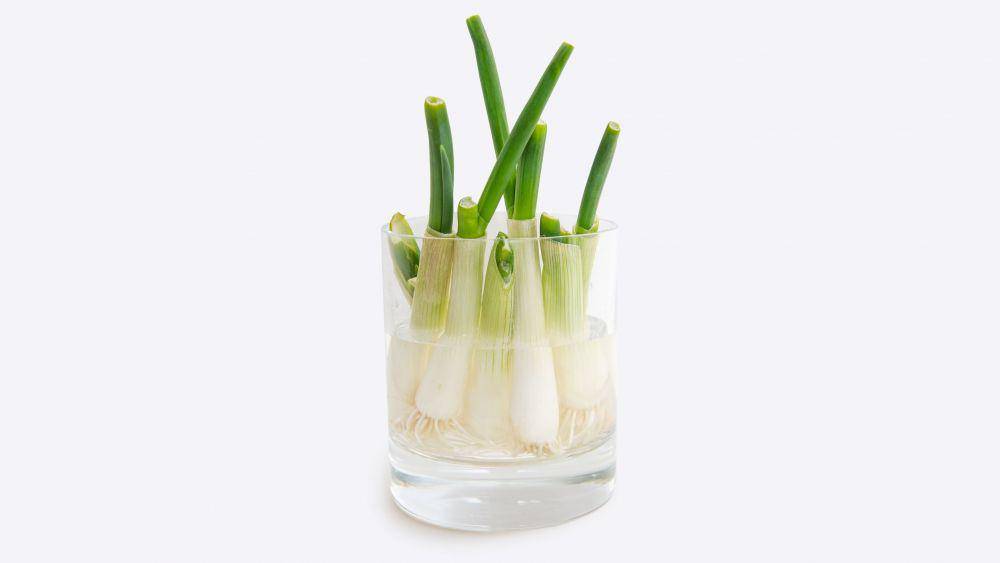 ilustrasi daun bawang yang ditanam sendiri (bonappetit.com)