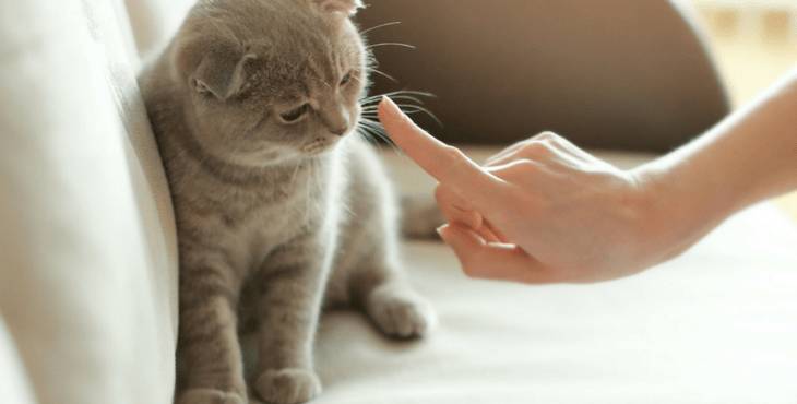 ilustrasi memarahi kucing (holidogtimes.com)