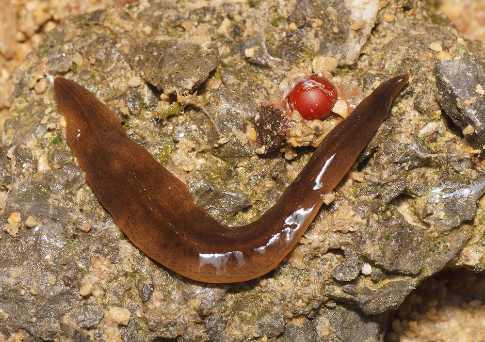 ilustrasi flatworm (theconversation.com)