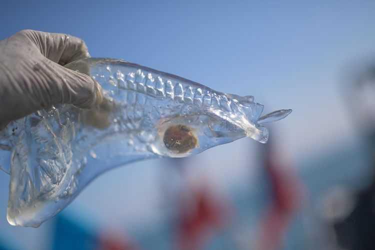 10 Fakta Salpa Maggiore, Ikan Transparan Unik yang Terancam Punah