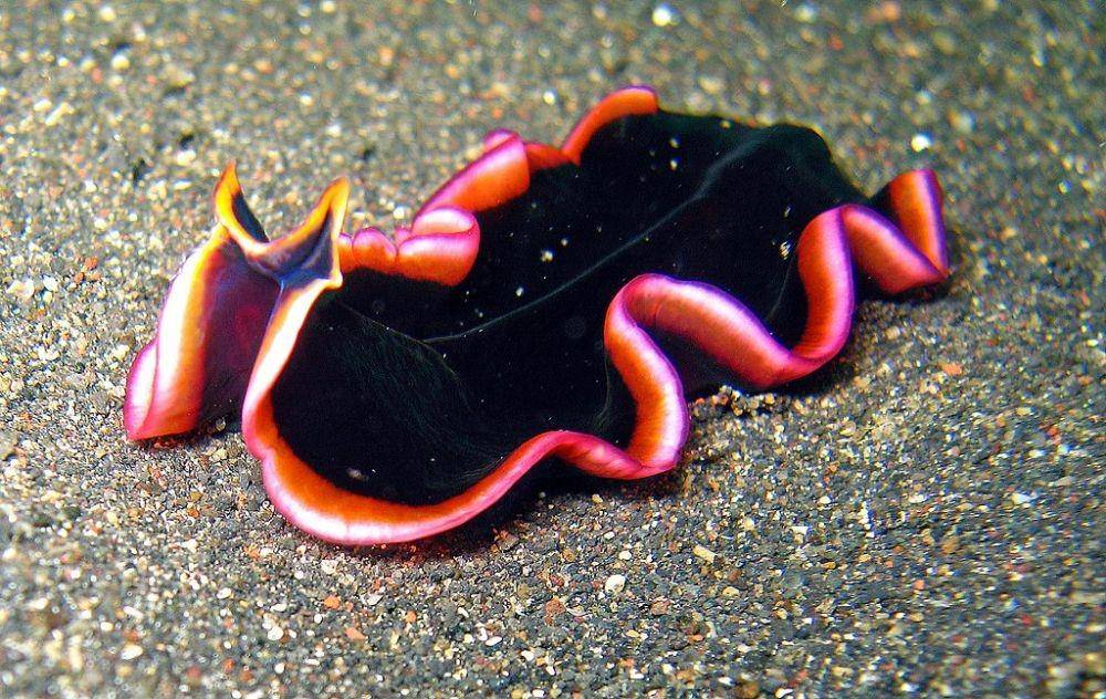 ilustrasi marine flatworm (commons.wikimedia.org)