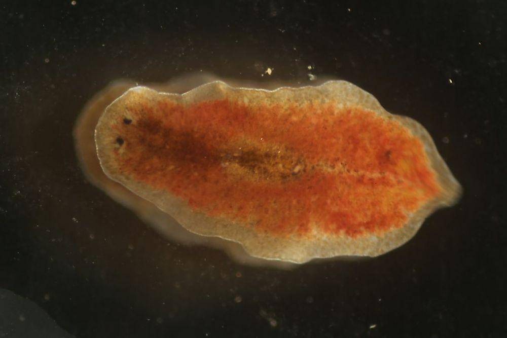 ilustrasi flatworm (worldatlas.com)