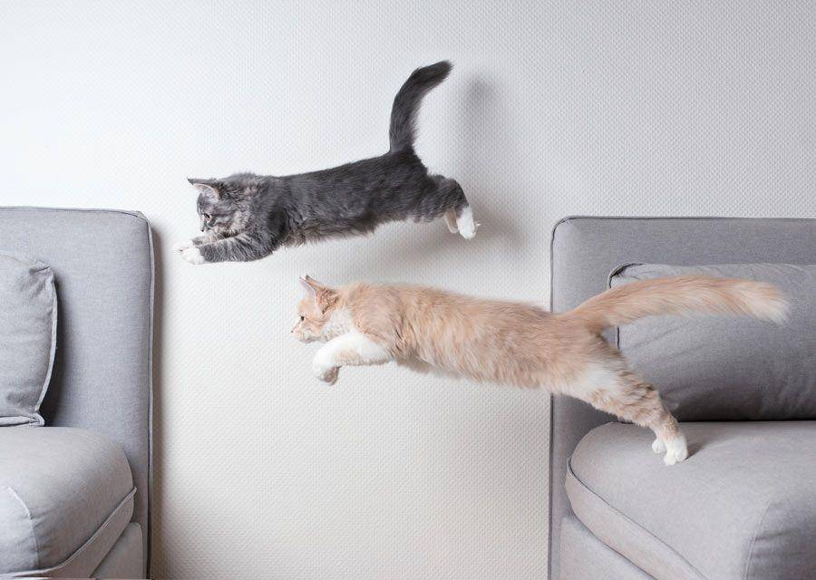 ilustrasi kucing melompat (catscratching.com)