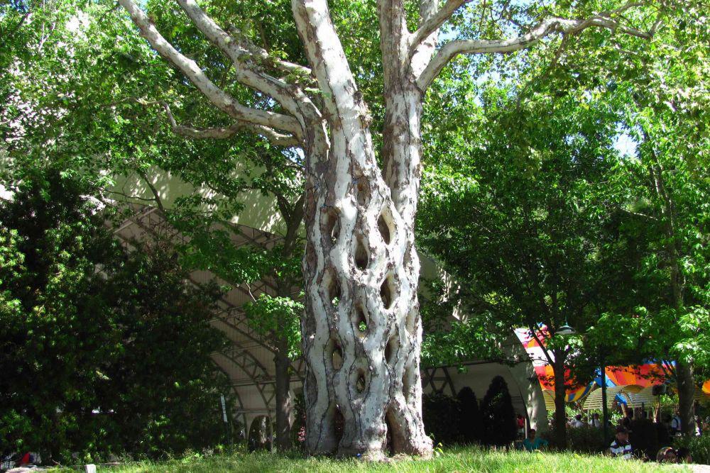 Circus Trees (treehugger.com)