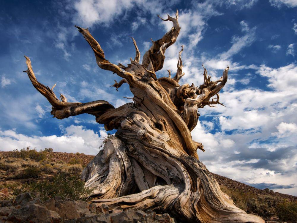Methuselah (theguardian.com)