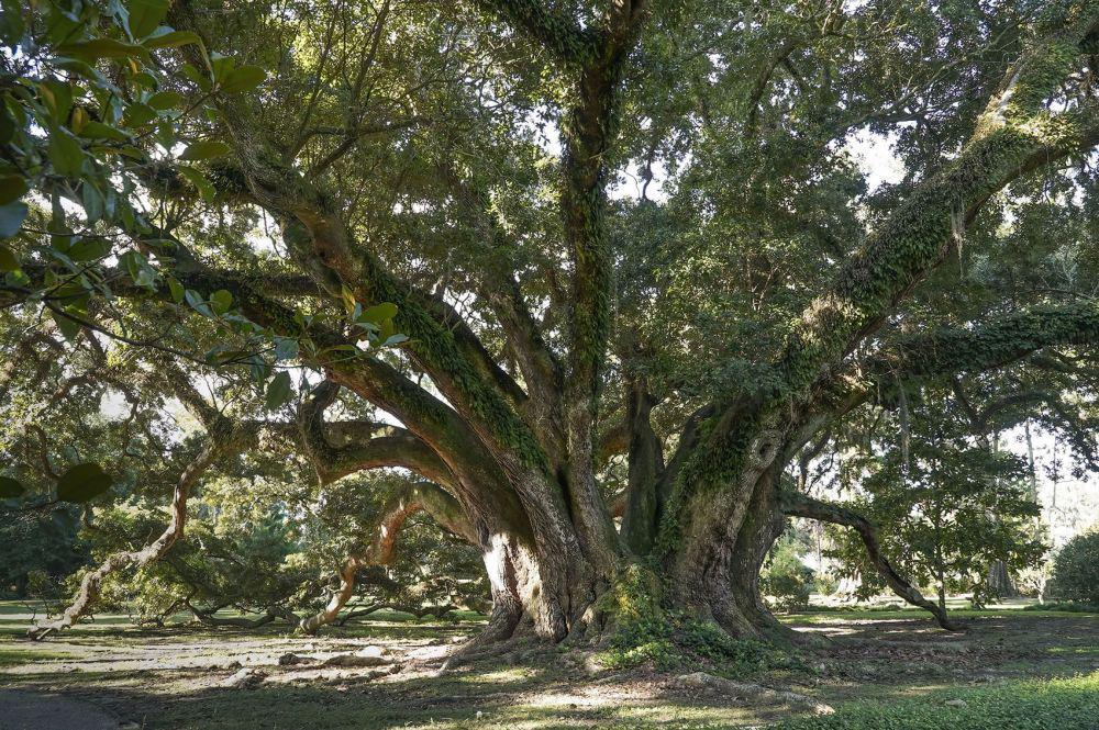 Seven Sisters Oak (heartoflouisiana.com)