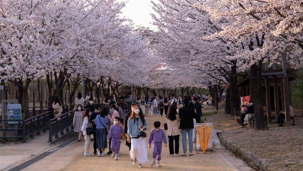 Potret musim semi Korea Selatan